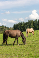 Two horses outdoors grazing on a summer day