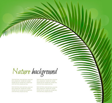 Nature background with a palm leaf. Vector