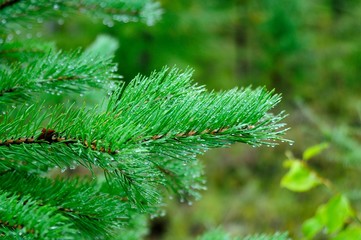 Morning in the forest - dew drops on needles of spruce branches