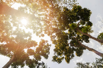 The canopy of tall trees framing a clear blue sky, with the sun shining through
