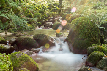 Obraz premium River in Forest, Mazandaran, Iran