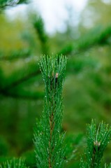 Morning in the forest - dew drops on needles of spruce branches