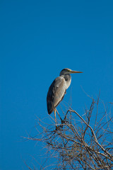 H&eacute;ron cendr&eacute; en Camargue - Pont de Gau