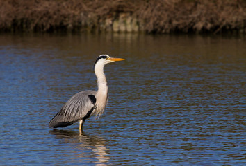 Héron cendré en Camargue - Pont de Gau