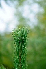Morning in the forest - dew drops on needles of spruce branches