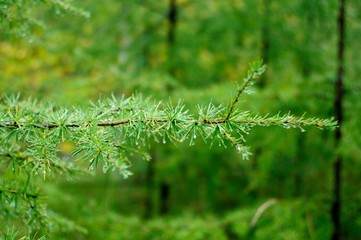 Morning in the forest - dew drops on needles of spruce branches
