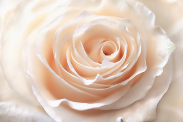 petals cream-colored rose closeup