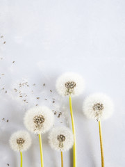 several fluffy dandelions in a row on grey background