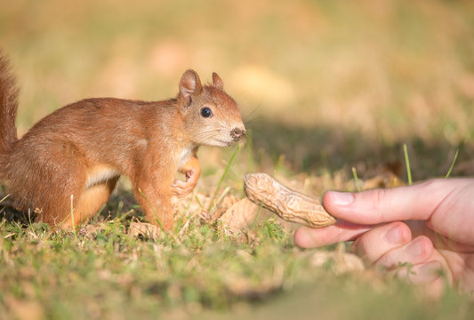 Eichh&ouml;rnchen f&uuml;ttern