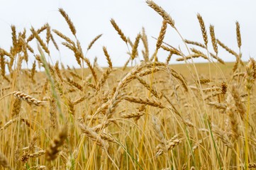 autumn landscape - a golden field of rye