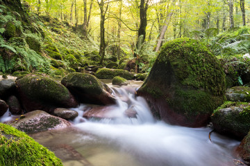 Obraz premium Hyrcania Forest, Mazandaran, Iran