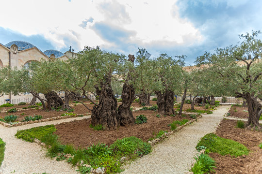 Gethsemane Garden at Mount of Olives, Jerusalem, Israel
