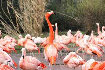 Nice flamingo in a zoo