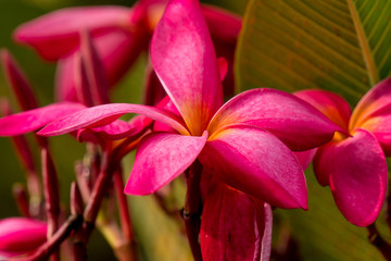 plumeria flowers