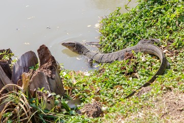 thailand water monitor
