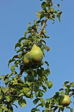 Birnbaum "Gr&auml;fin von Paris" mit Birnen