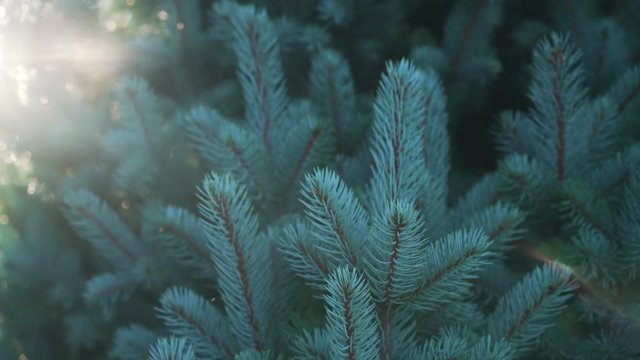 small blue fir tree in sunset light handheld video