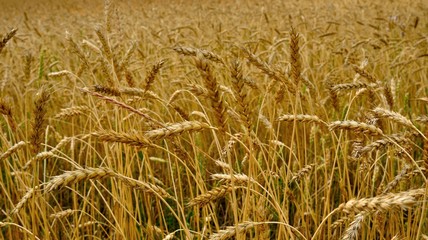 autumn landscape - a golden field of rye