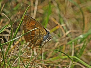 Weiblicher Nierenfleck-Zipfelfalter (Thecla betulae)