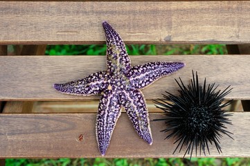 sea urchin, echinus and starfish on a wooden background