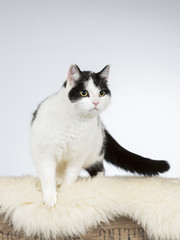 Domestic cat portrait. Image taken in a studio.