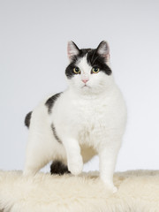 Domestic cat portrait. Image taken in a studio.