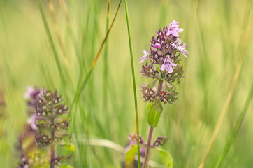 wild flowers among grass