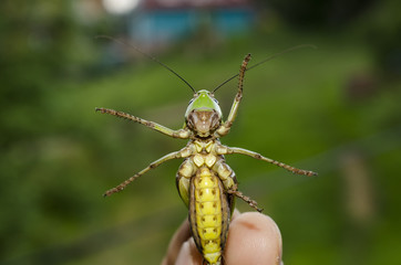 grasshopper bottom, funny