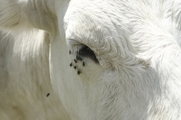 Cow with flies around the eye, close-up cow eye