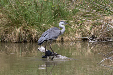Héron cendré en Camargue - Pont de Gau