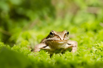 Frog in the grass