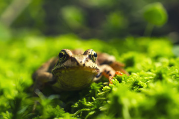 Frog in the grass