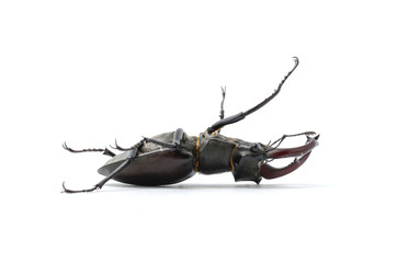 beetle on its back, stag beetle