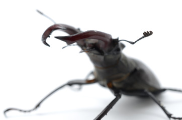 Fototapeta premium stag beetle isolated on white