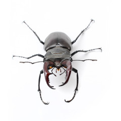 stag beetle isolated on white
