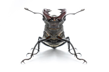 stag beetle isolated on white, front view