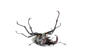 beetle on its back, stag beetle