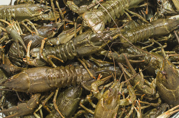 live crayfish closeup, many
