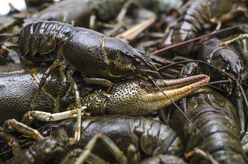 live crayfish closeup, many