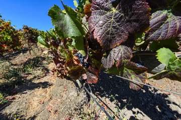 Napa Valley Vineyard