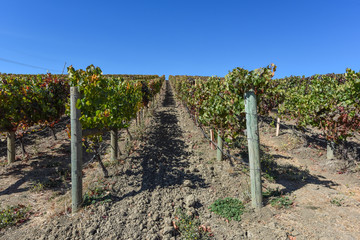 Obraz premium Napa Valley Vineyard