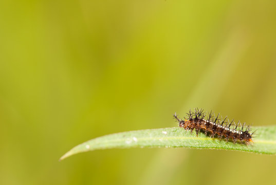 Caterpillar close up