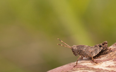 Grasshopper close up in the nature