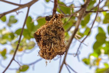 closeup jackfruit hanging on tree
