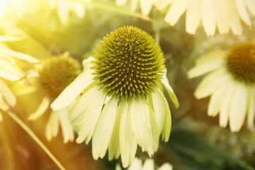 Beautiful sunlit flowers in the garden.