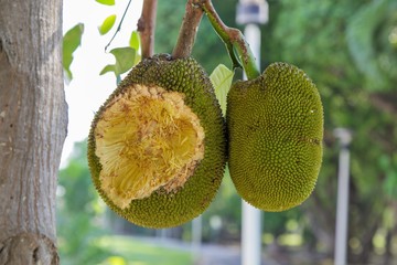 closeup jackfruit hanging on tree
