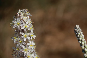 Pin small white flowers