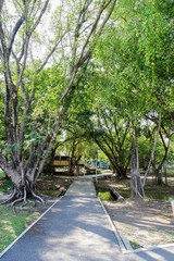 Obraz premium pathway in green city park 