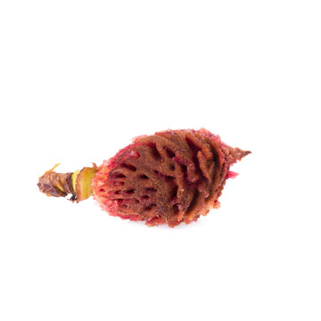 seed of nectarine fruit isolated on white background.