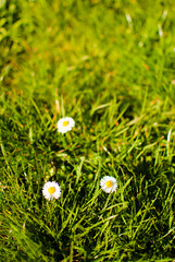 White daisies on a green spring grass